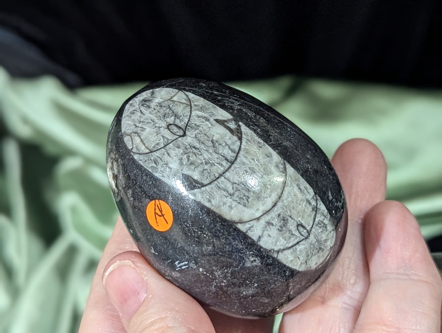 Orthoceras Fossil Egg