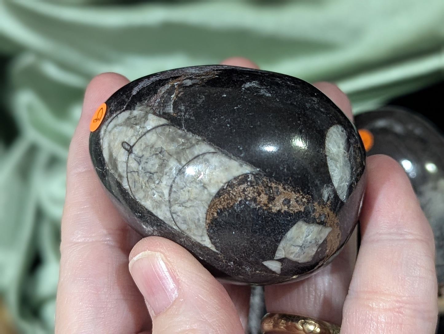 Orthoceras Fossil Egg