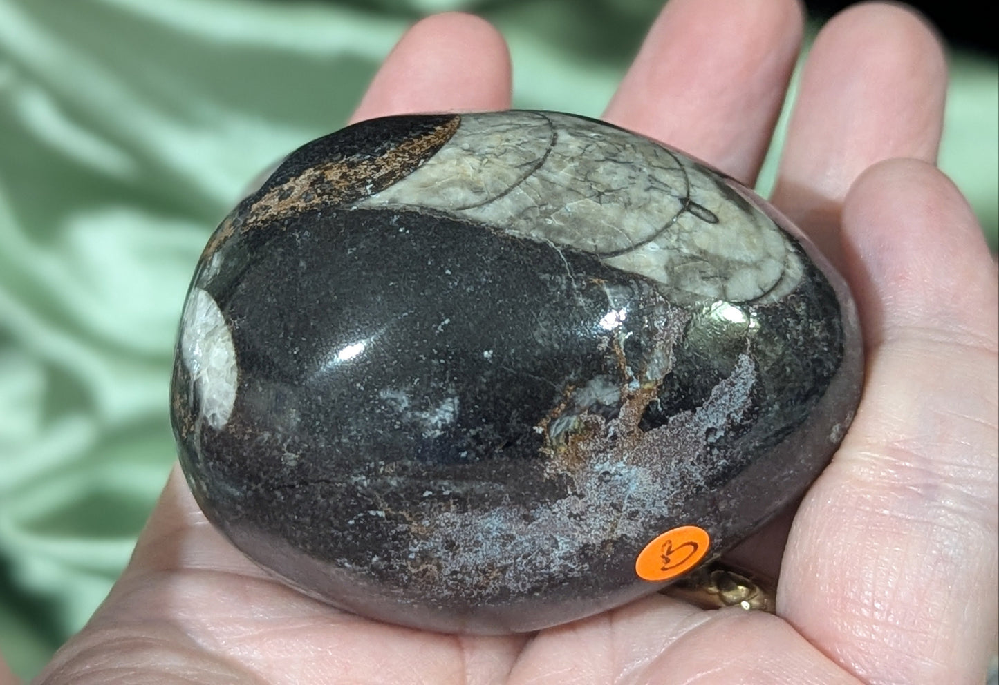 Orthoceras Fossil Egg