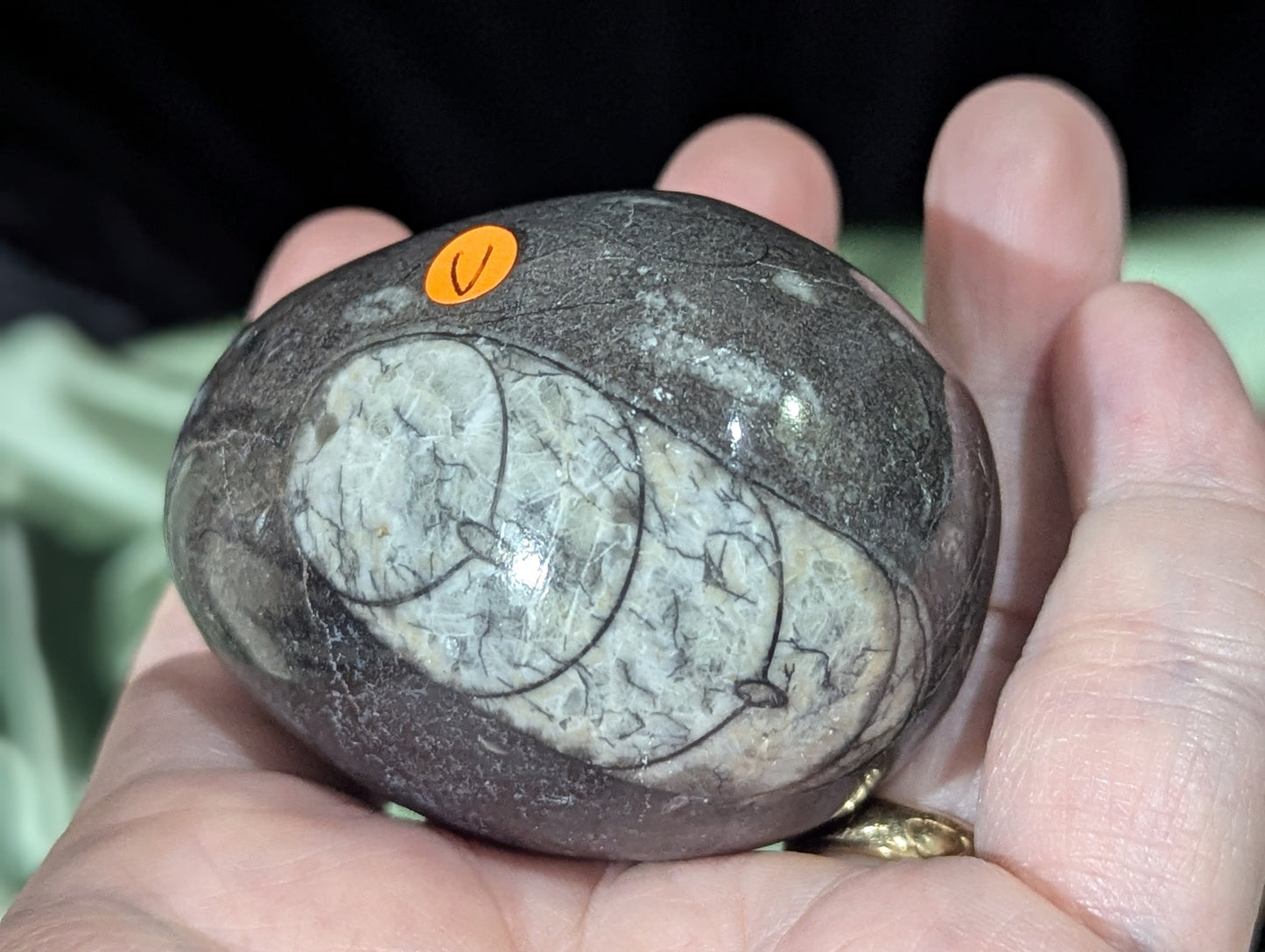 Orthoceras Fossil Egg