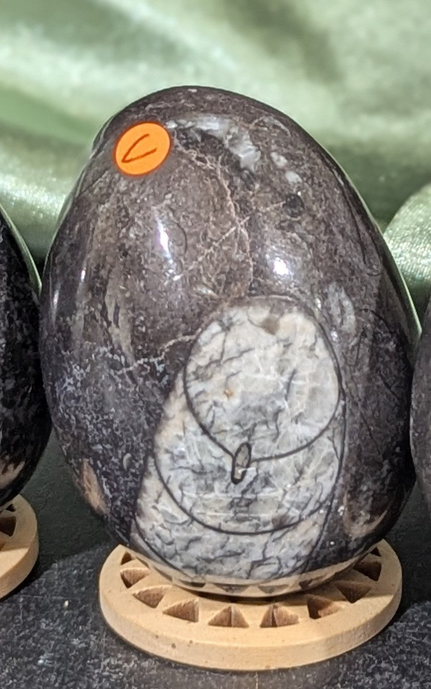 Orthoceras Fossil Egg