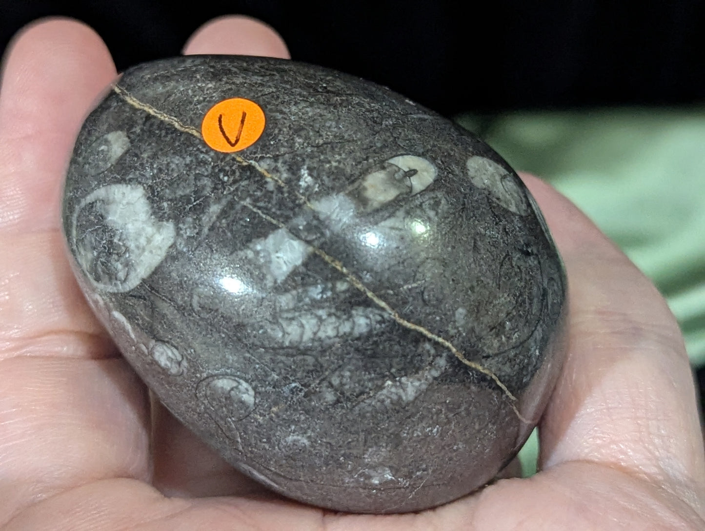 Orthoceras Fossil Egg