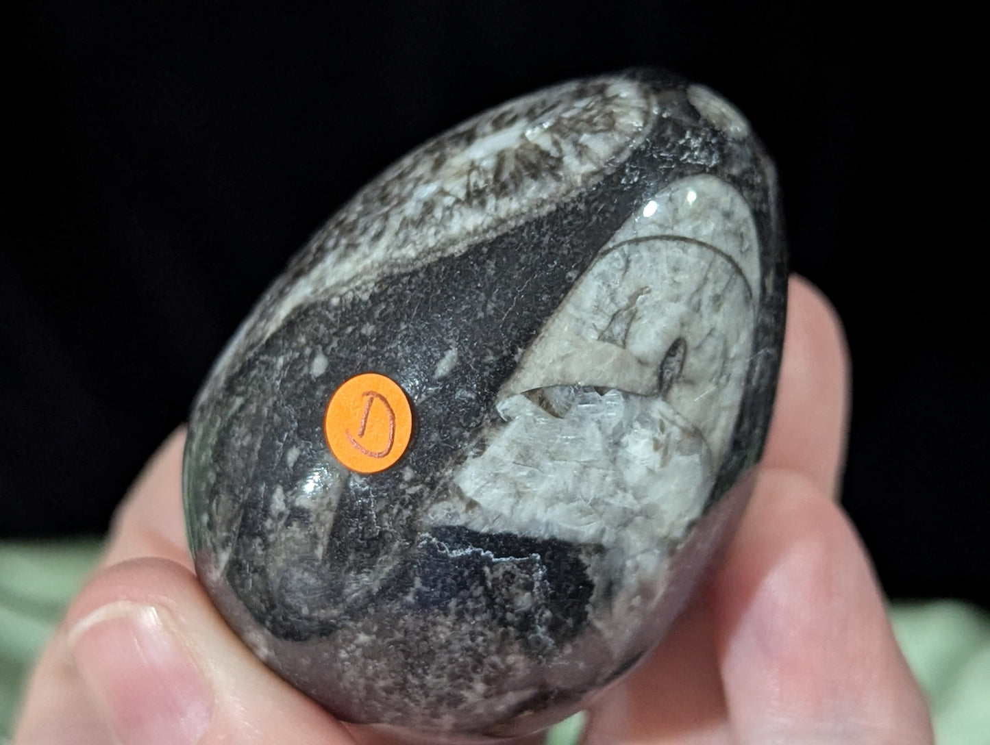 Orthoceras Fossil Egg
