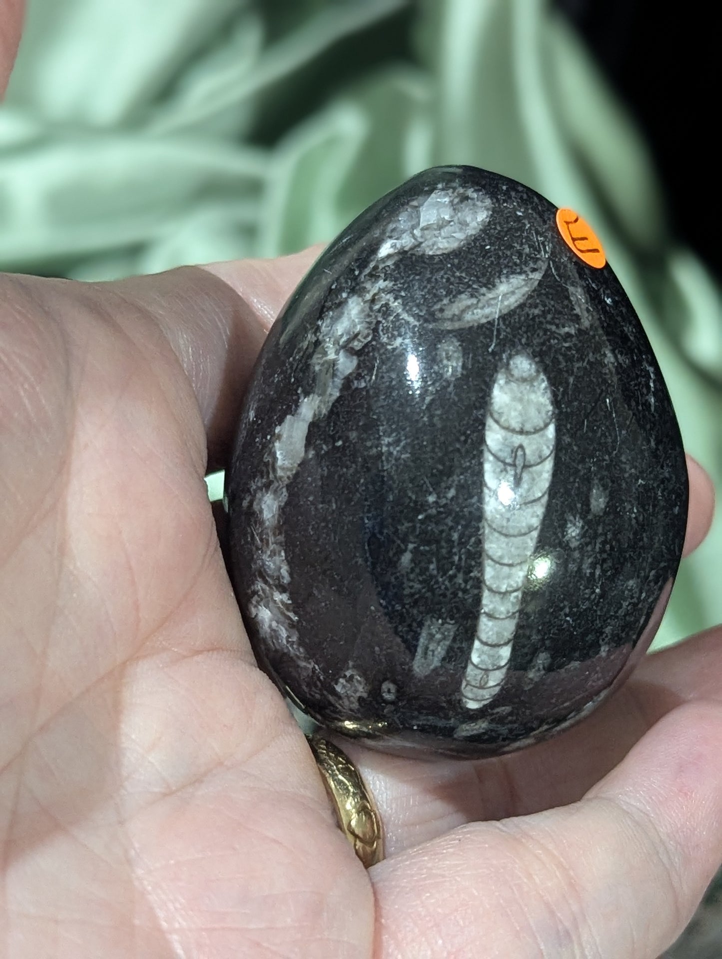 Orthoceras Fossil Egg