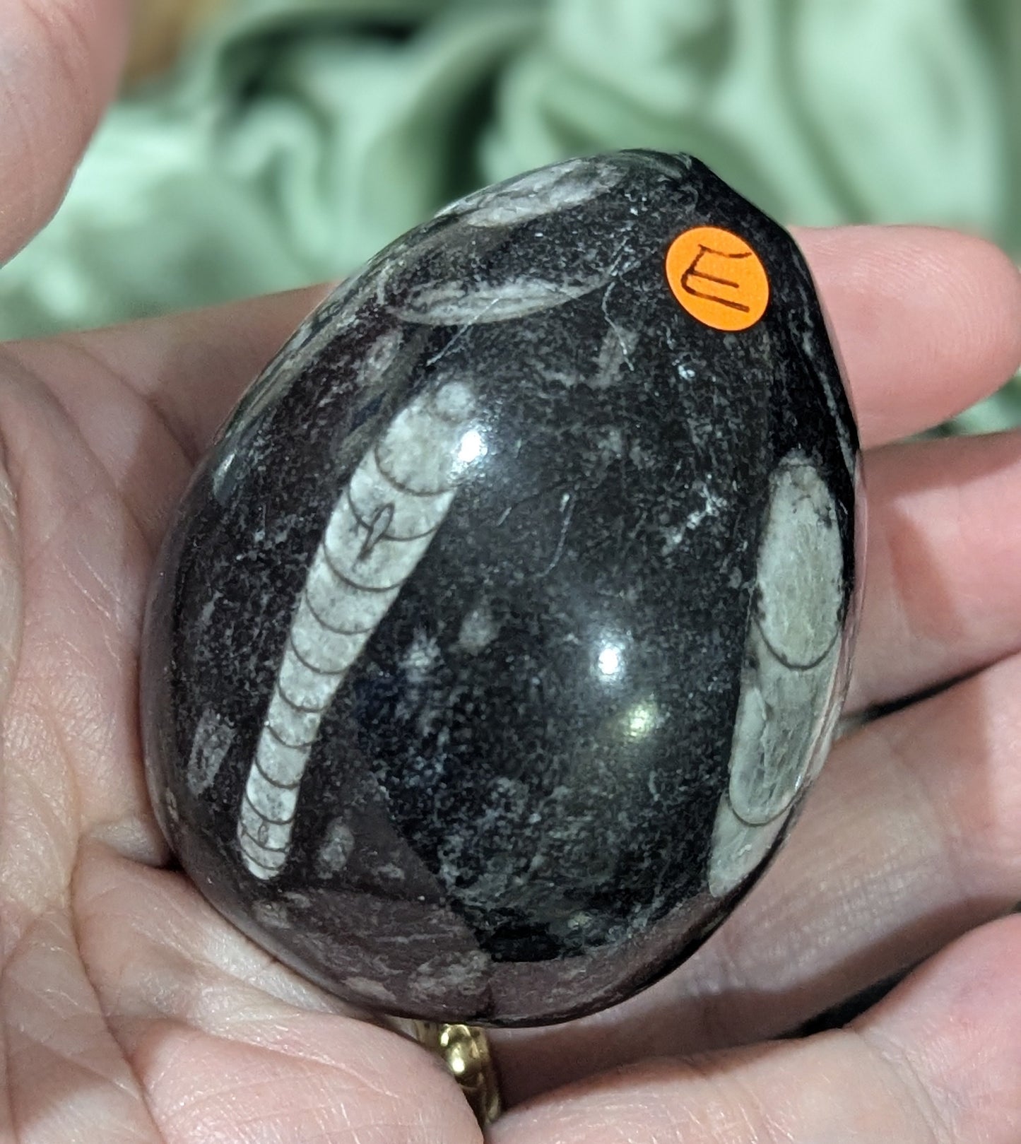 Orthoceras Fossil Egg