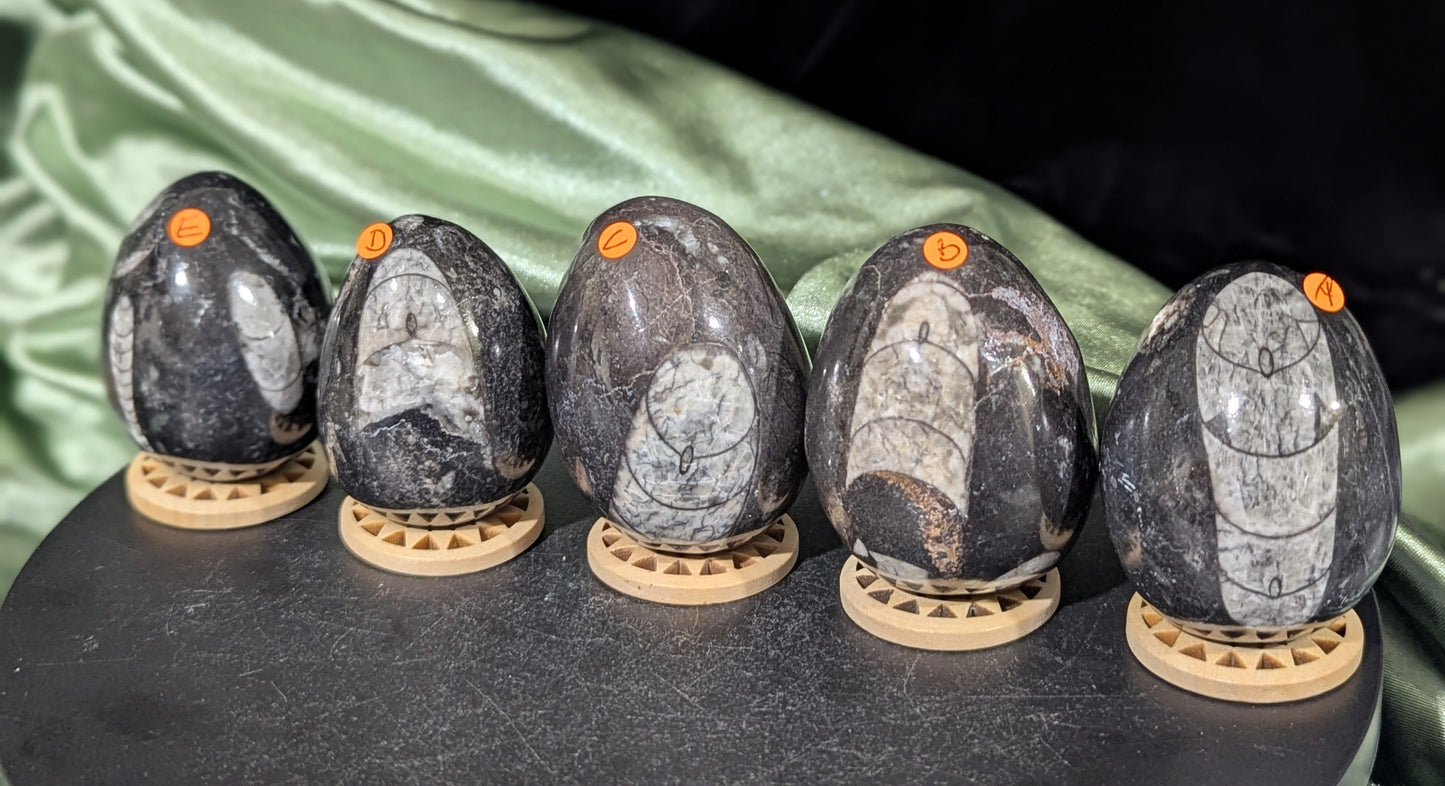 Orthoceras Fossil Eggs