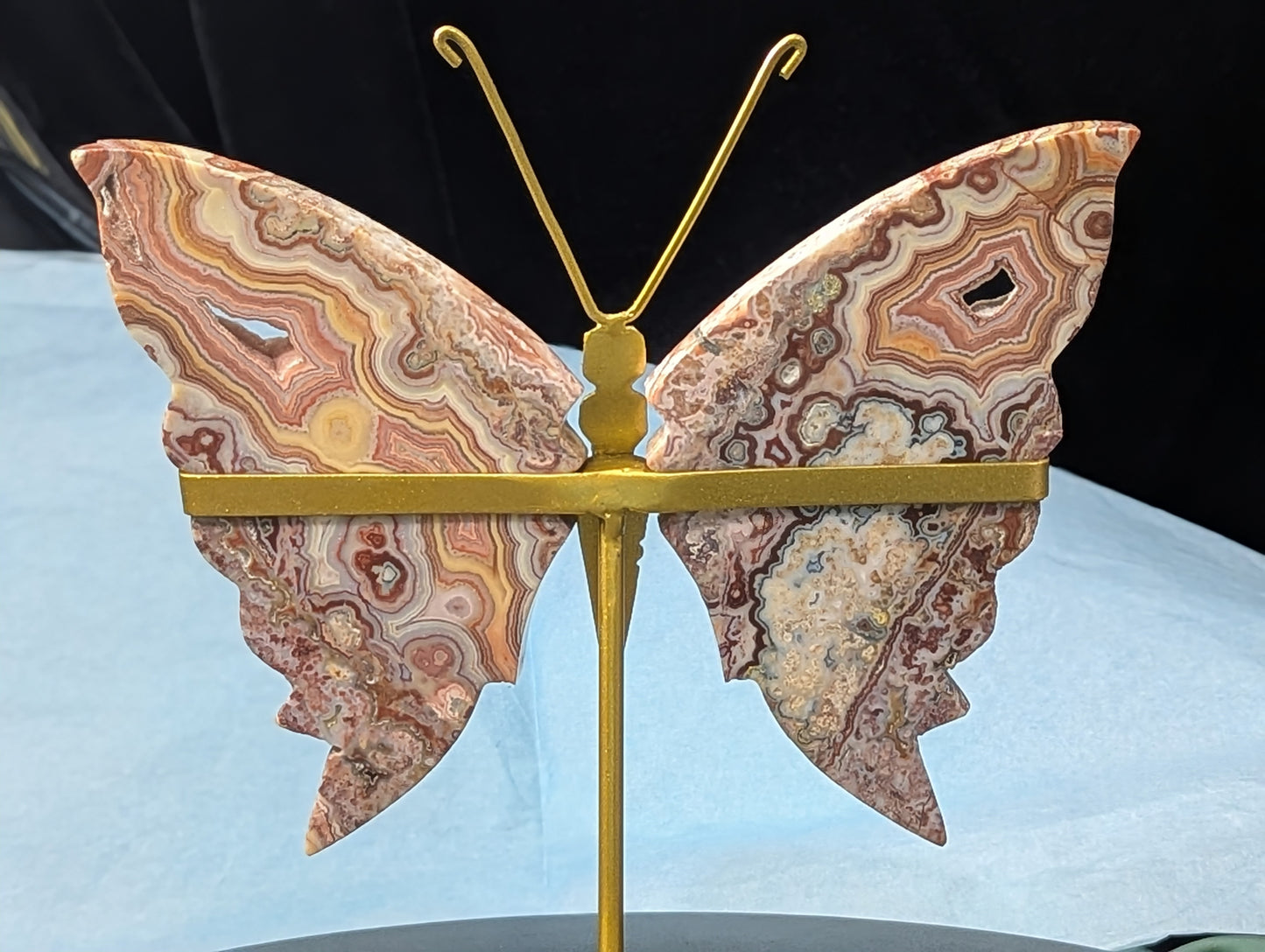 Pink Crazy Lace Butterfly