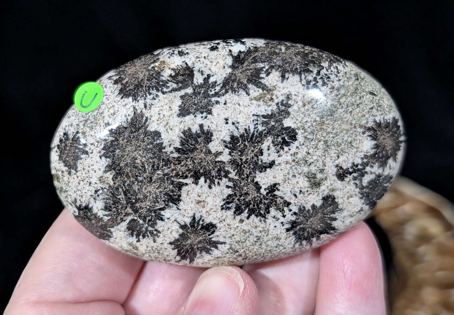 Back Tourmaline on Epidote Palm Stone