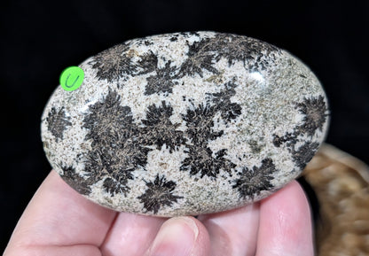 Back Tourmaline on Epidote Palm Stone