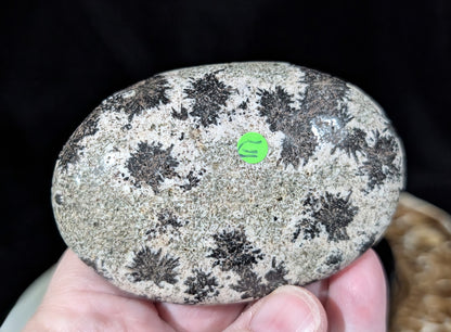 Back Tourmaline on Epidote Palm Stone