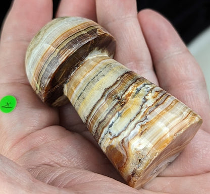 Banded Brown Aragonite Mushrooms