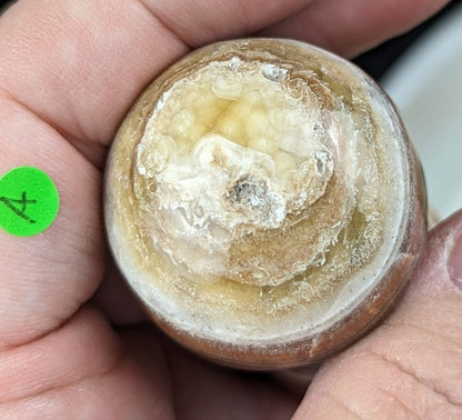 Banded Brown Aragonite Mushrooms