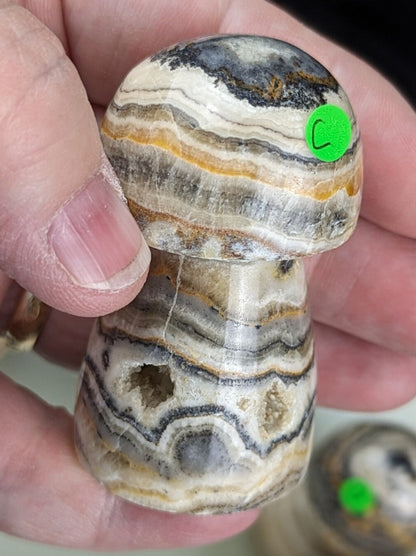 Banded Brown Aragonite Mushrooms