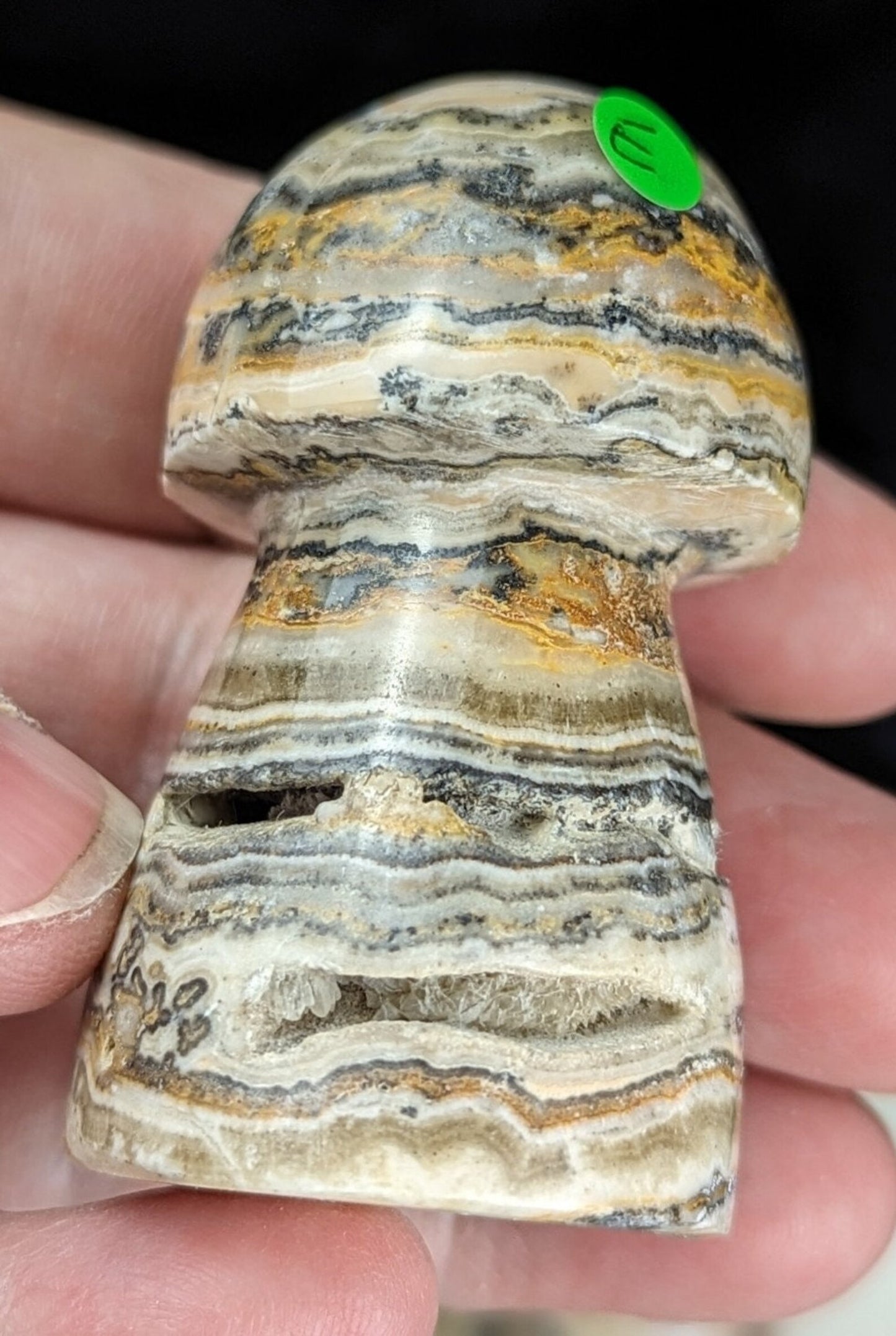 Banded Brown Aragonite Mushrooms