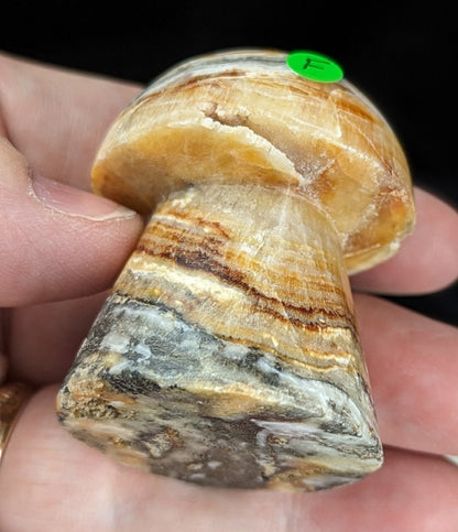 Banded Brown Aragonite Mushrooms
