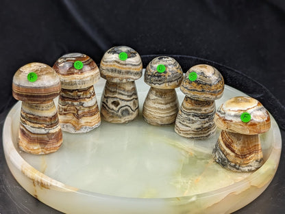 Banded Brown Aragonite Mushrooms