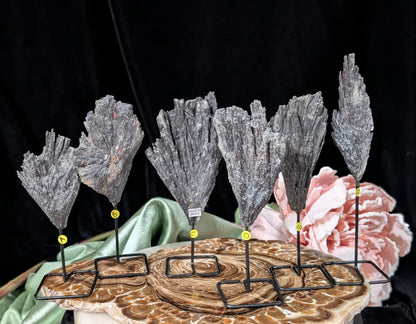 Black Kyanite Fan Formations