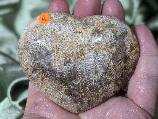 Fossil Coral Jasper Heart 1A