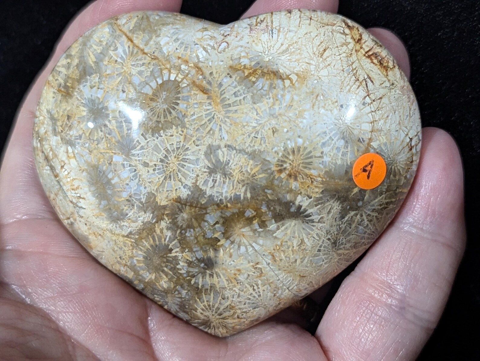 Fossil Coral Jasper Heart 1B