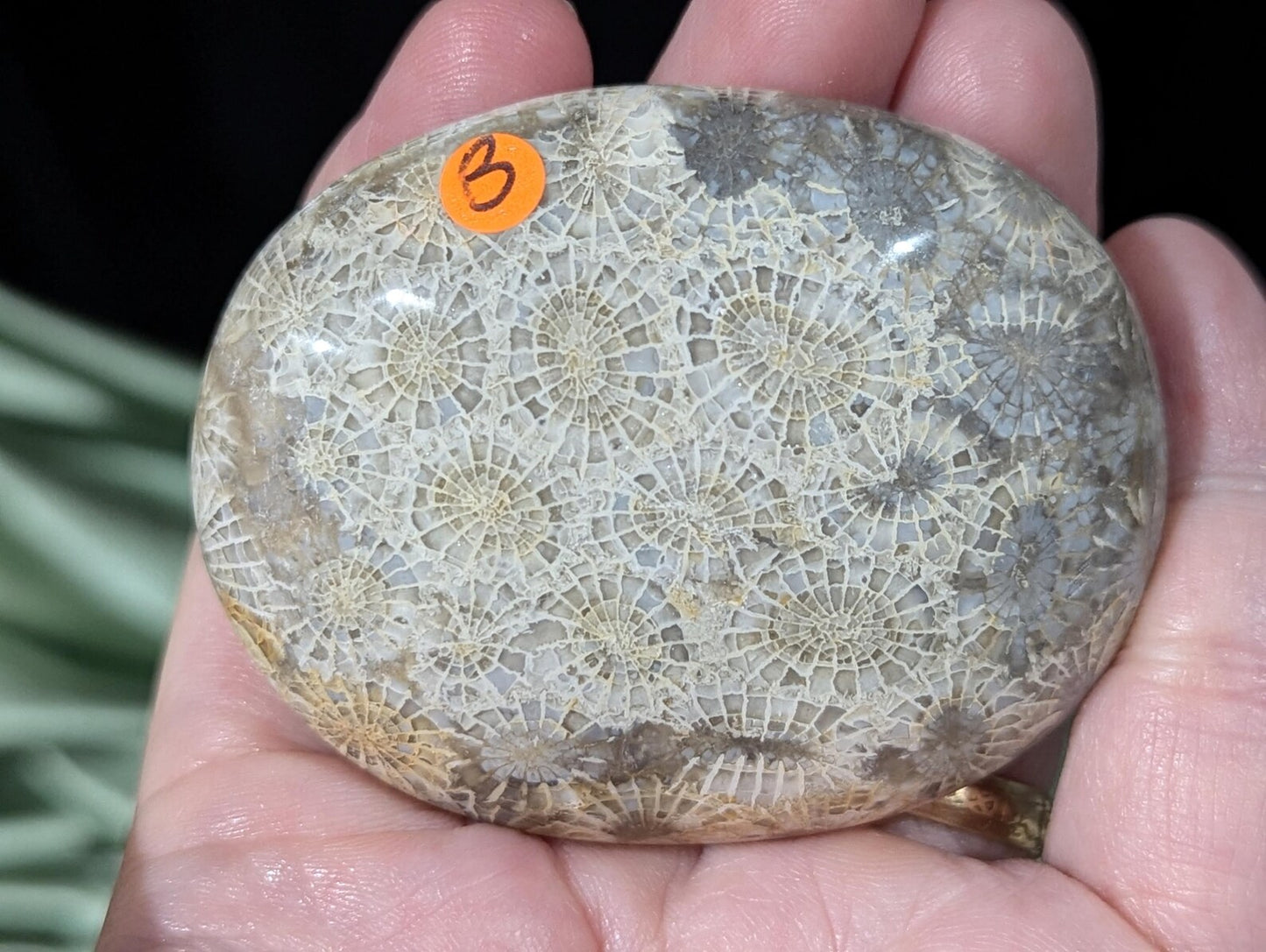 Hand Carved Fossil Coral Jasper Palm Stone 1B1