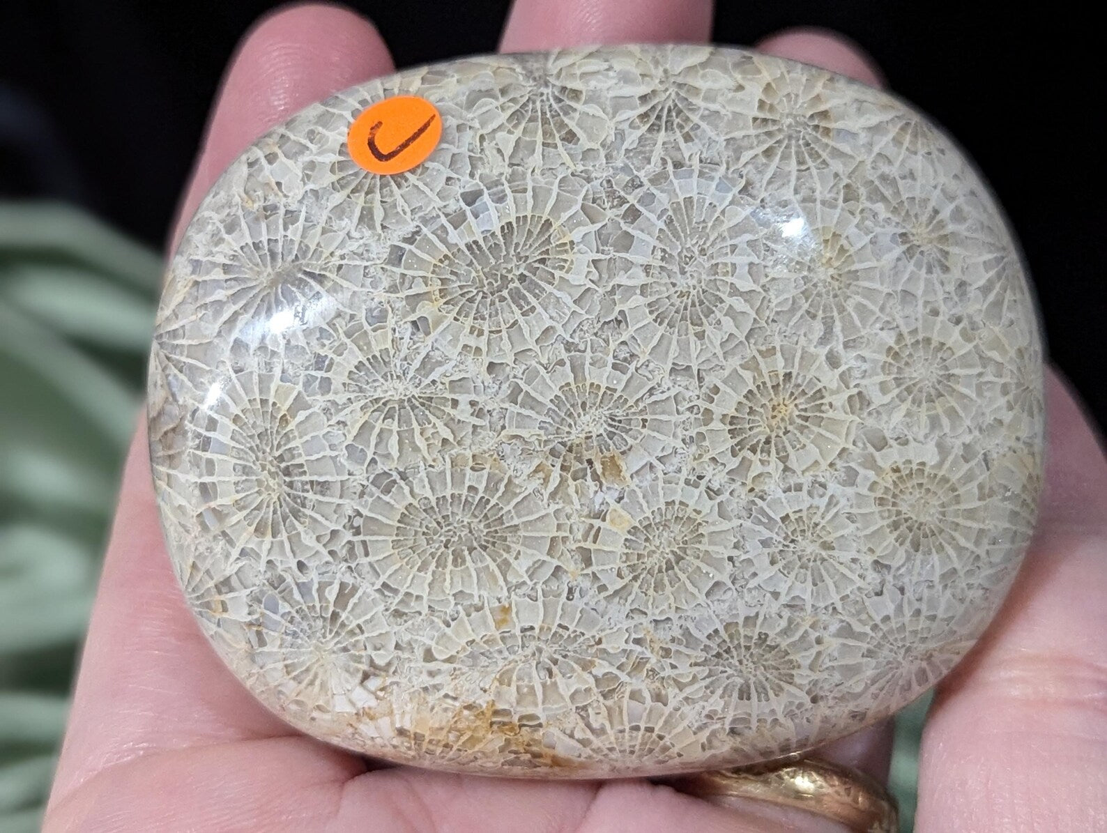 Hand Carved Fossil Coral Jasper Palm Stone 1C1