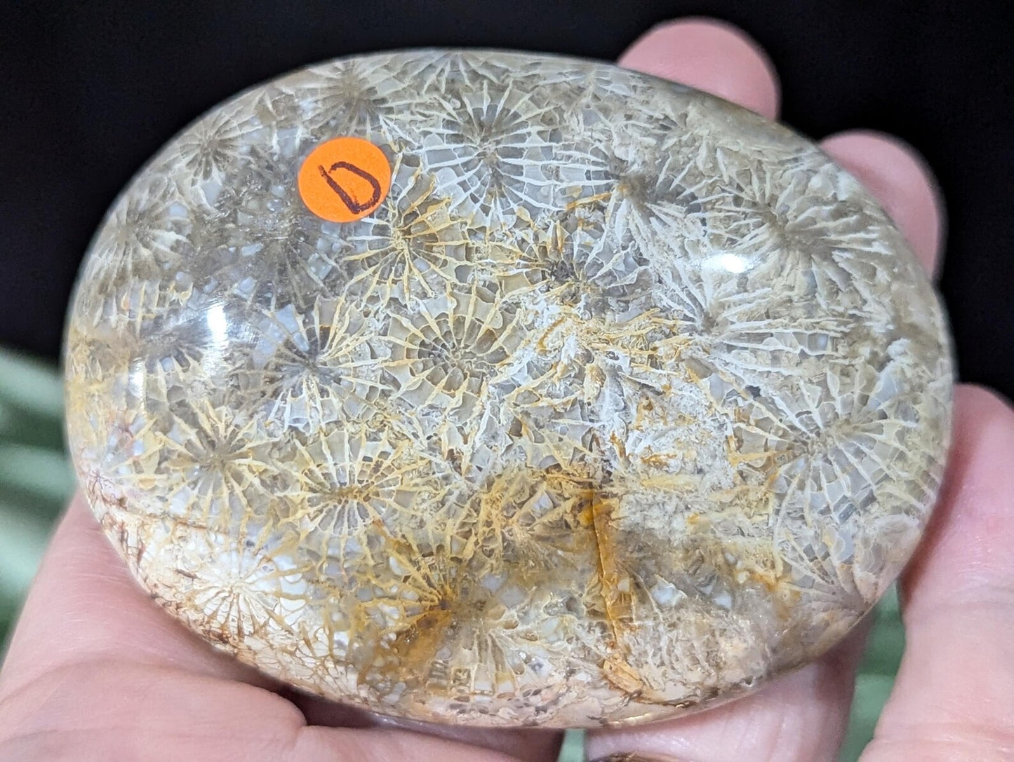 Hand Carved Fossil Coral Jasper Palm Stone 1D1