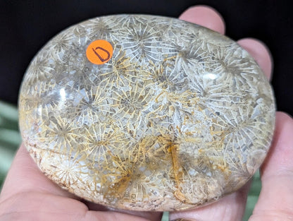 Hand Carved Fossil Coral Jasper Palm Stone 1D1