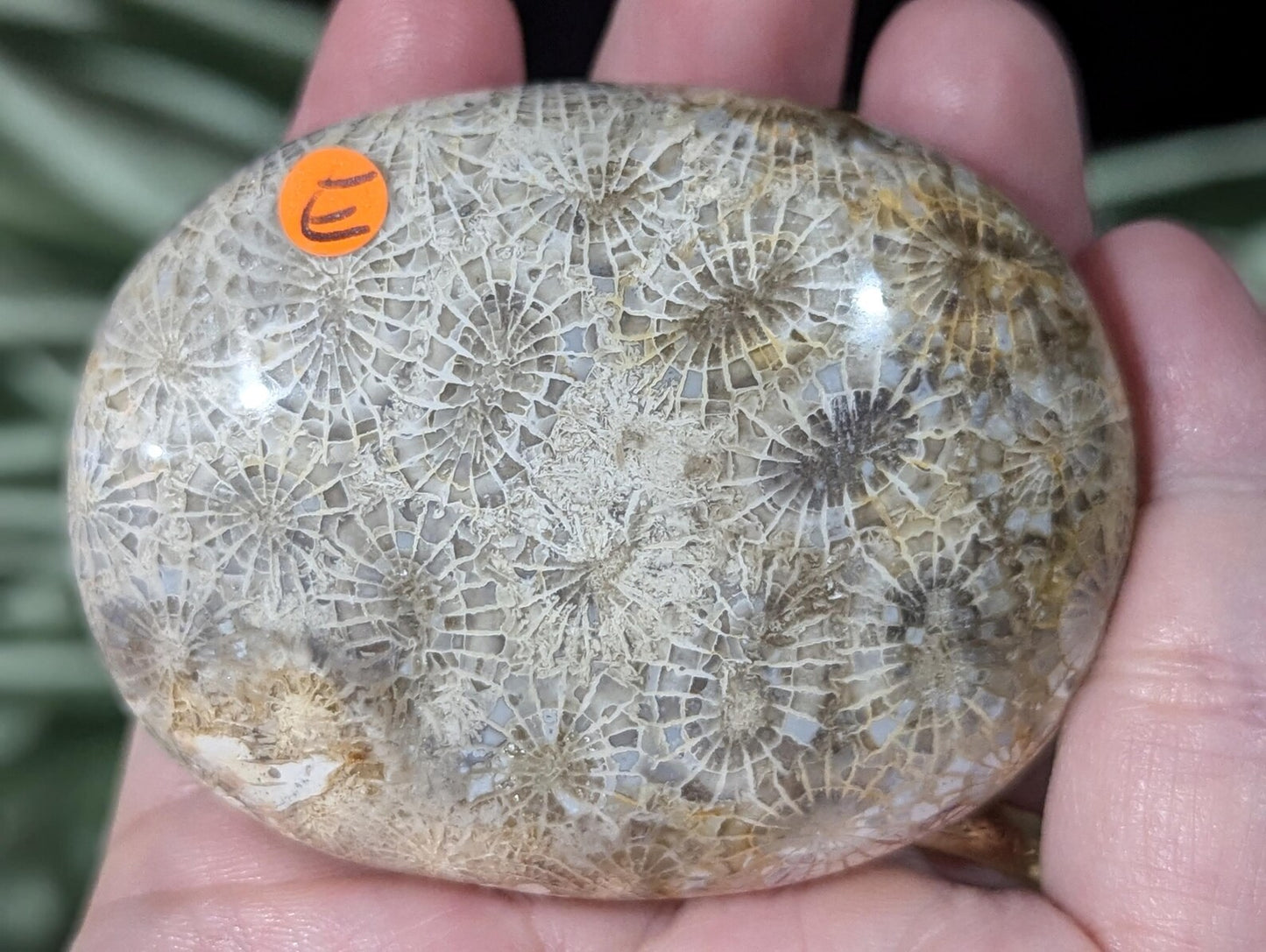 Hand Carved Fossil Coral Jasper Palm Stone 1E1