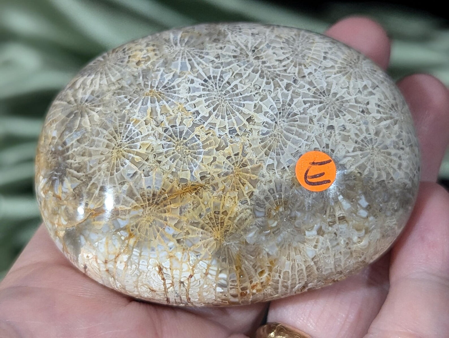 Hand Carved Fossil Coral Jasper Palm Stone 1E2