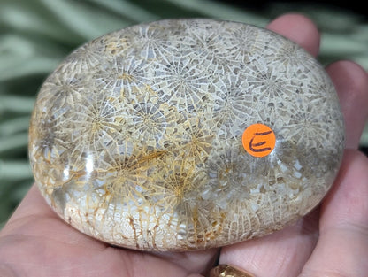 Hand Carved Fossil Coral Jasper Palm Stone 1E2