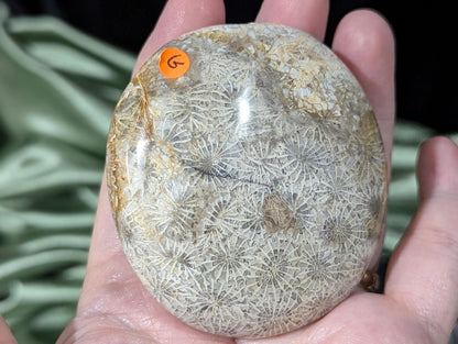 Hand Carved Fossil Coral Jasper Palm Stone 1G1