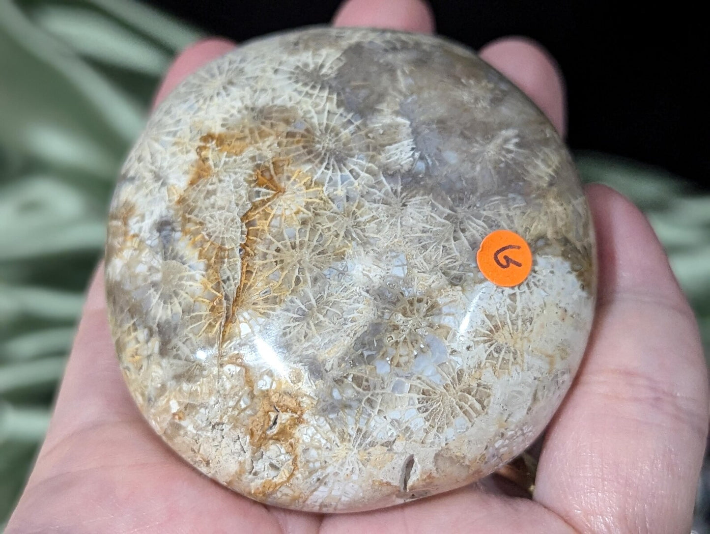 Hand Carved Fossil Coral Jasper Palm Stone 1G2