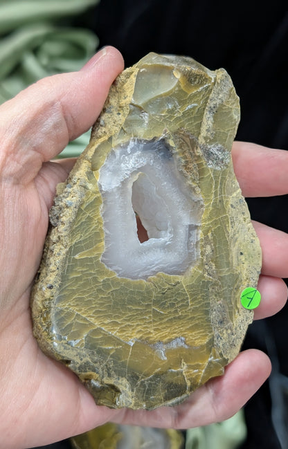 Green Petrified Wood Slab 1A1