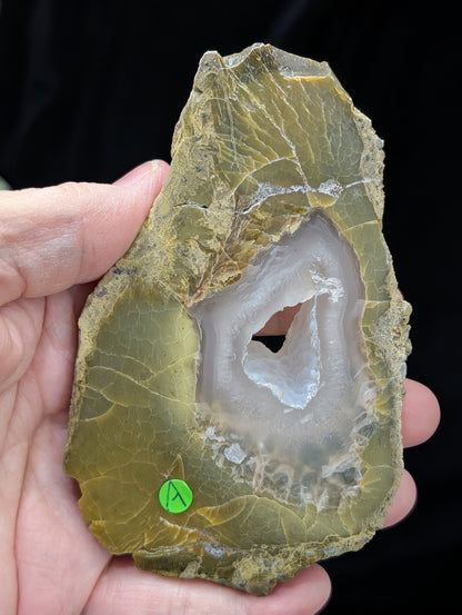 Green Petrified Wood Slab 1A3