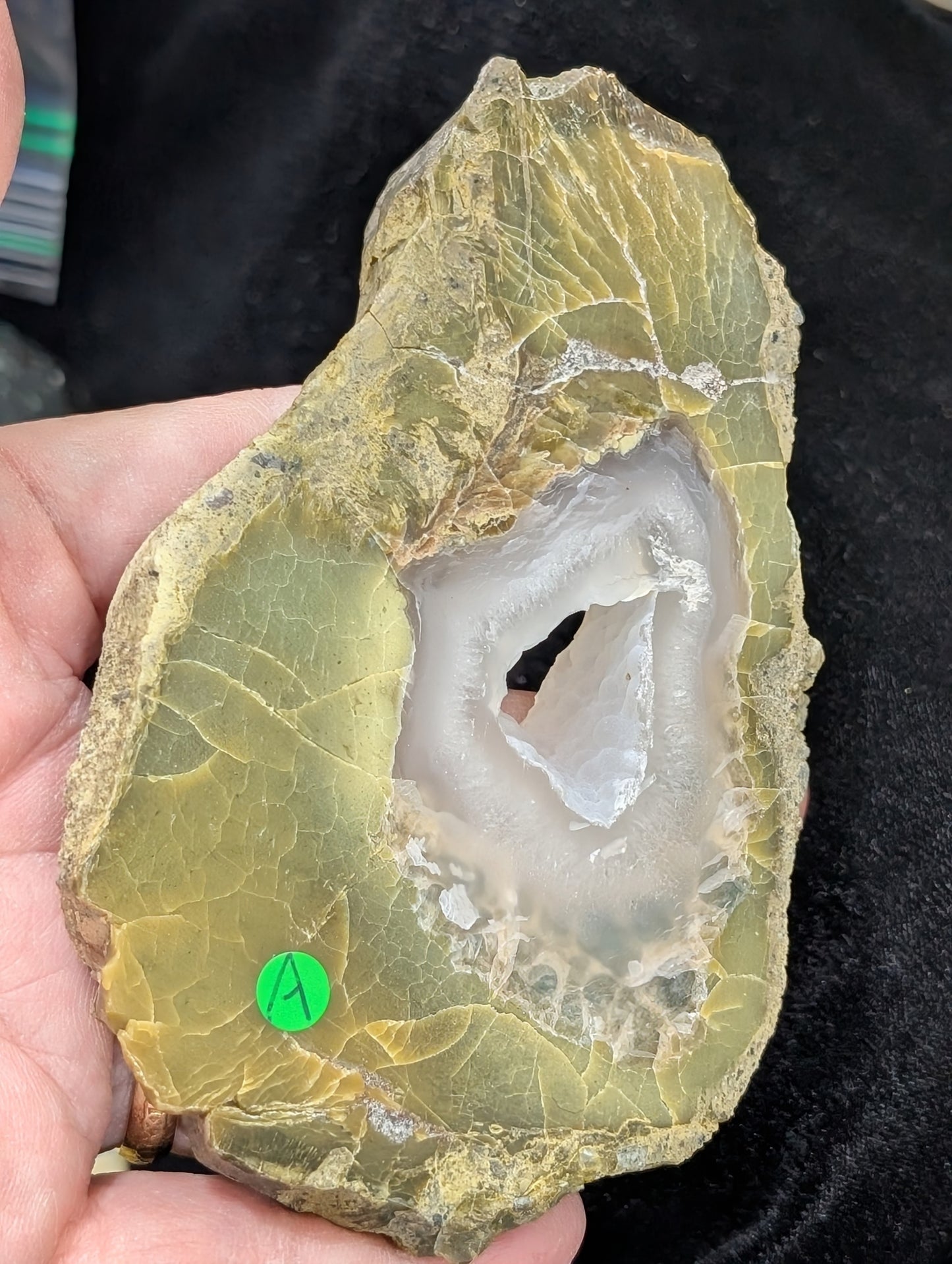 Green Petrified Wood Slab 1A5