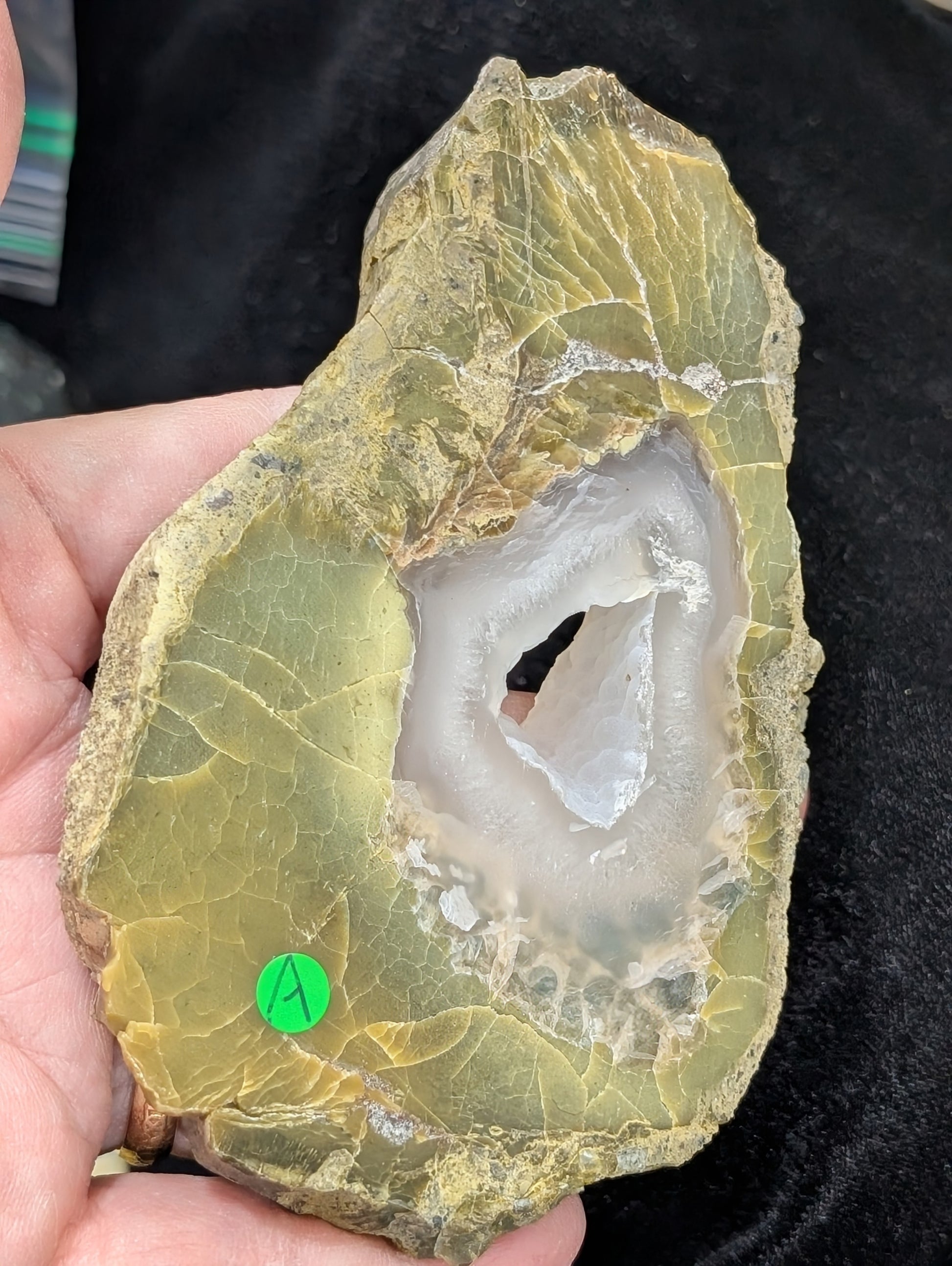 Green Petrified Wood Slab 1A5
