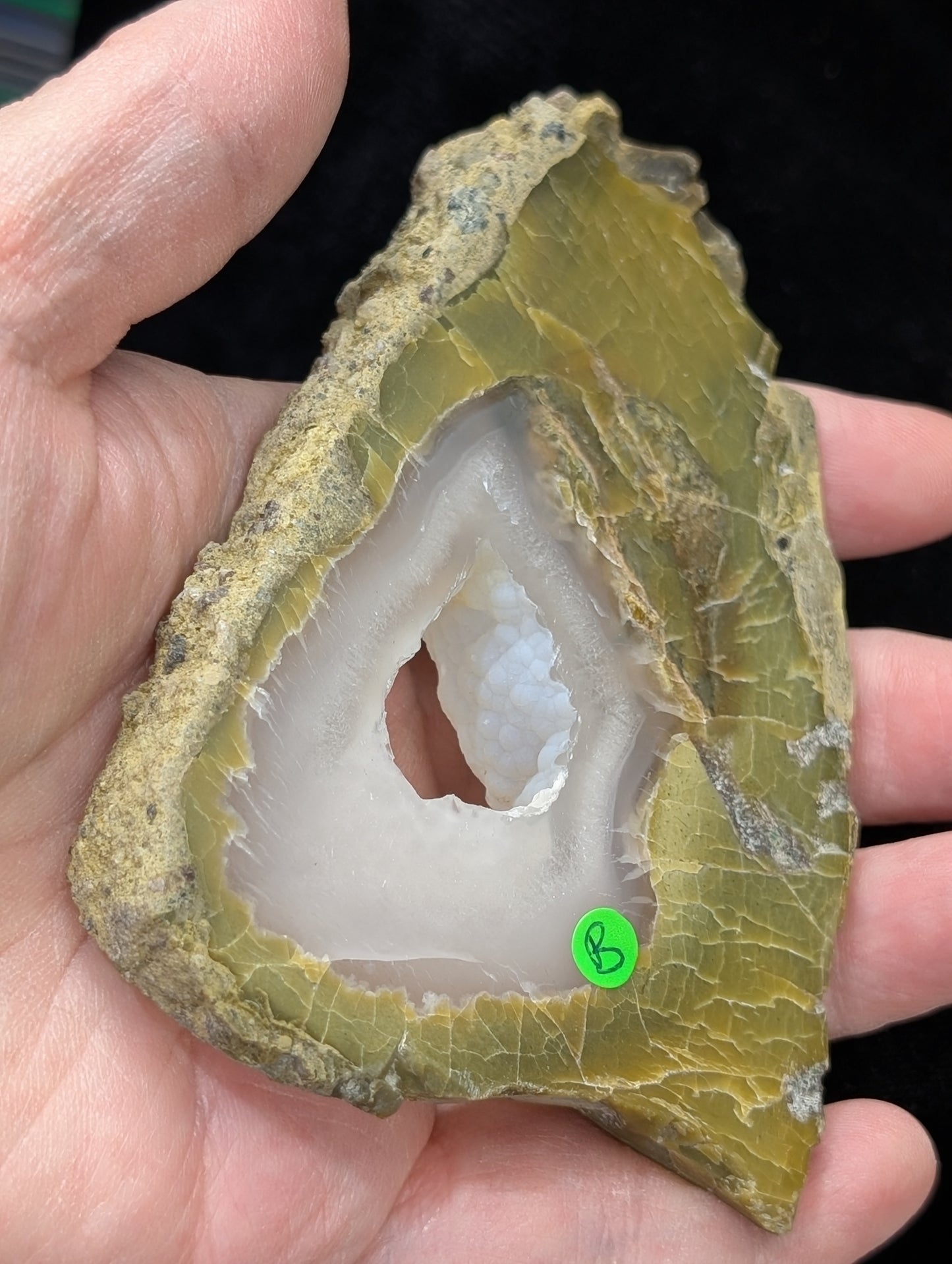 Green Petrified Wood Slab 1B2