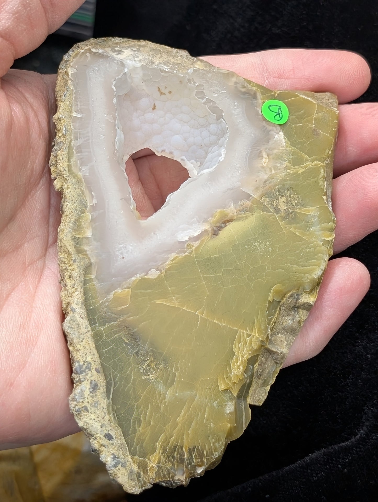 Green Petrified Wood Slab 1B3