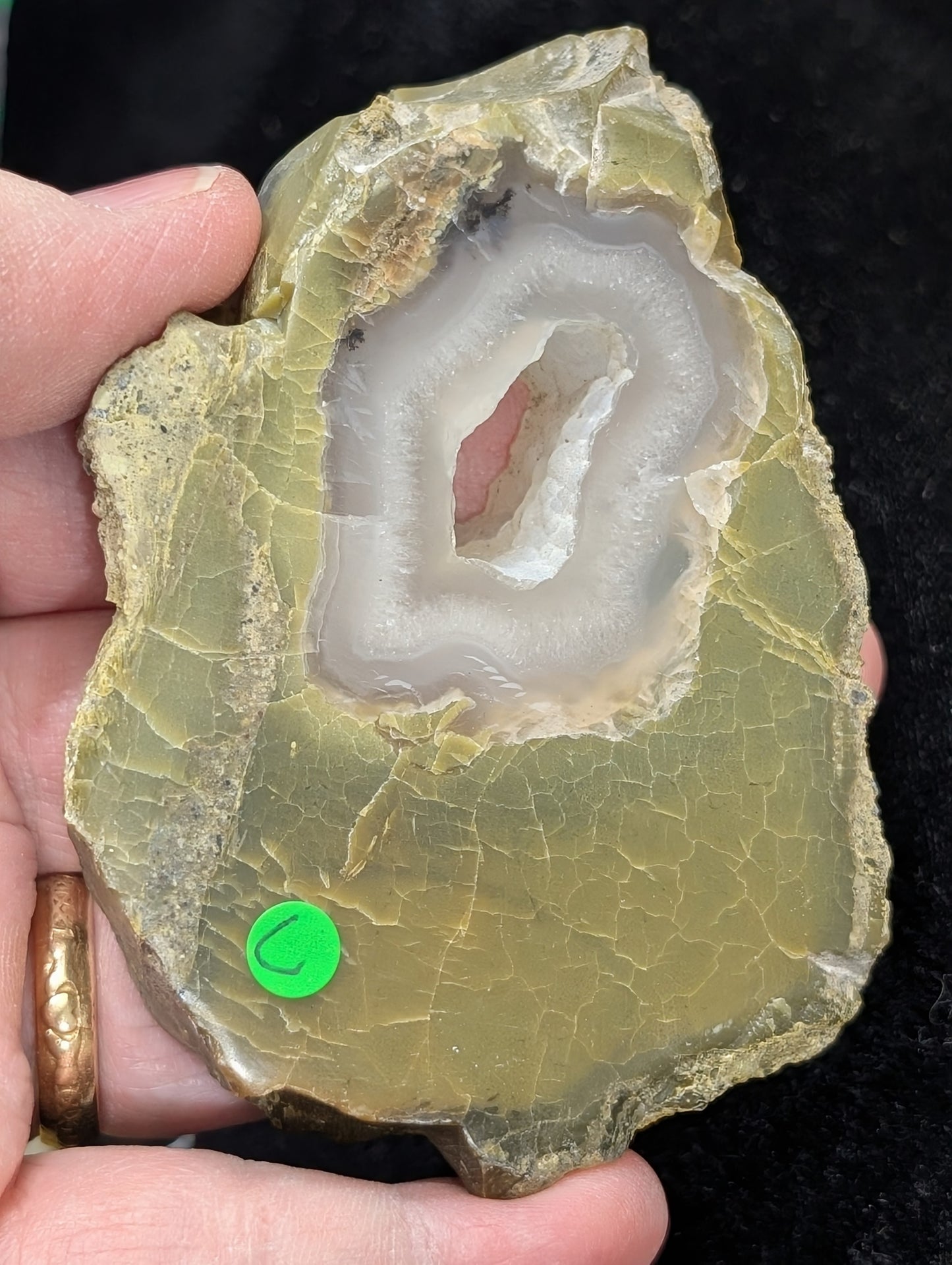 Green Petrified Wood Slab 1C1
