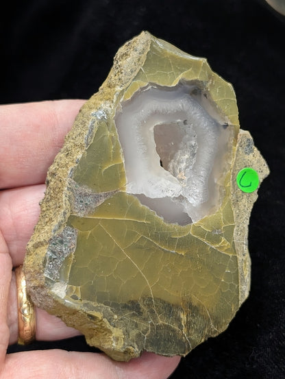 Green Petrified Wood Slab 1C2