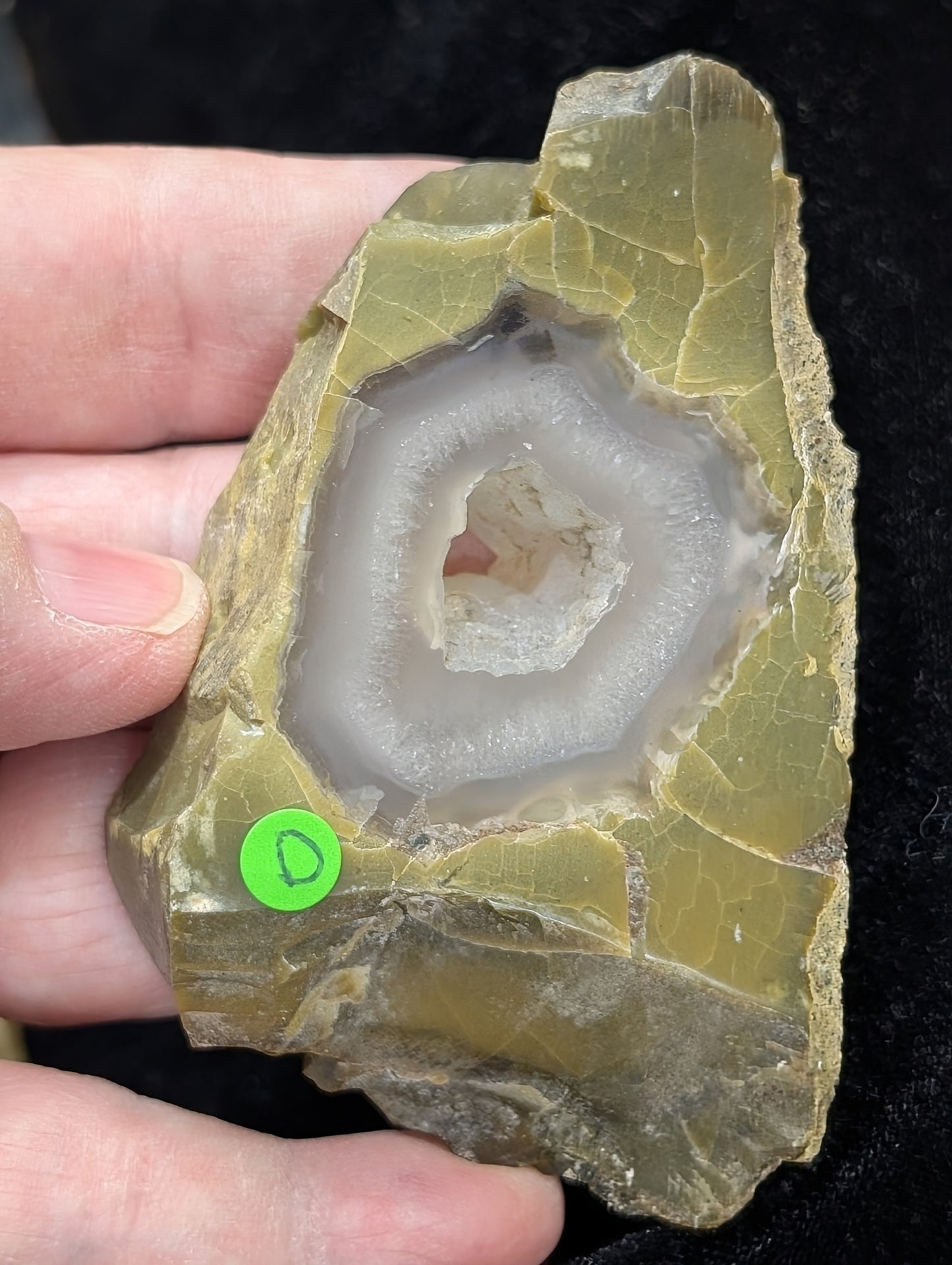 Green Petrified Wood Slab 1D1