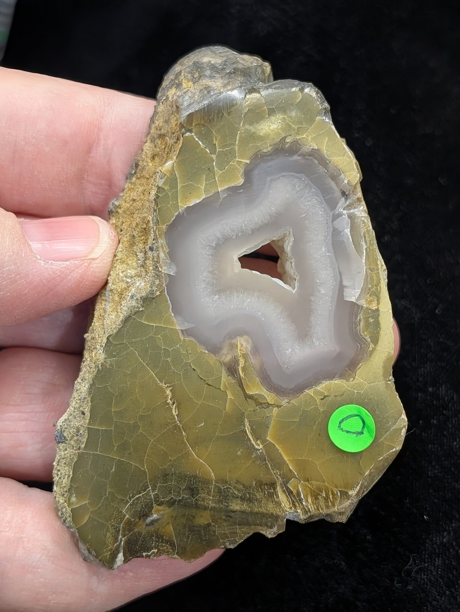 Green Petrified Wood Slab 1D2