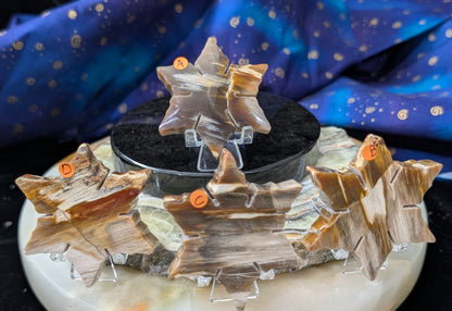 Indonesian Petrified Wood Snowflakes