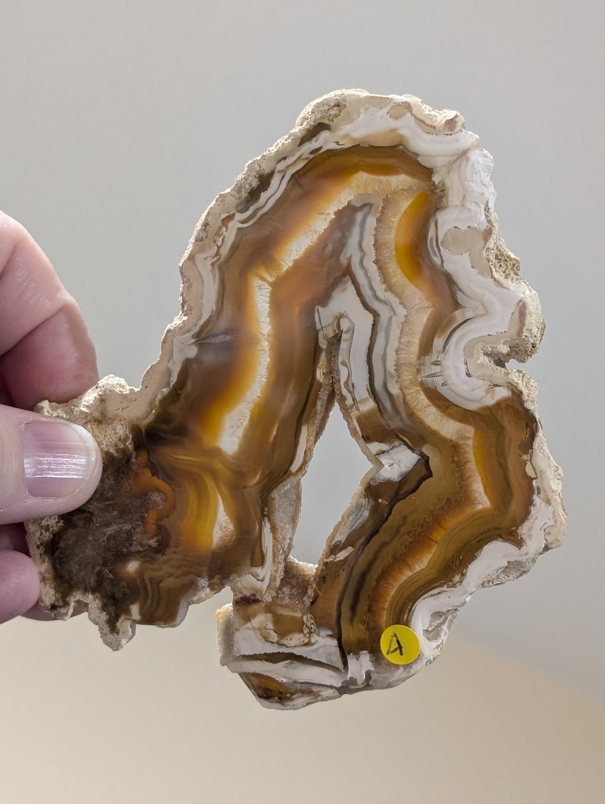 Indonesian Raw Edge Honey Agate Slab