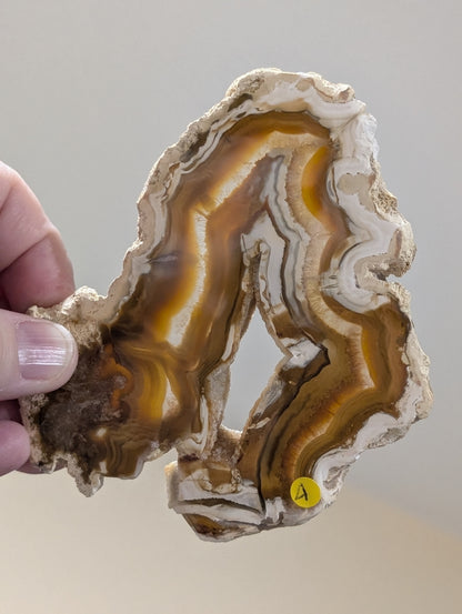 Indonesian Raw Edge Honey Agate Slab