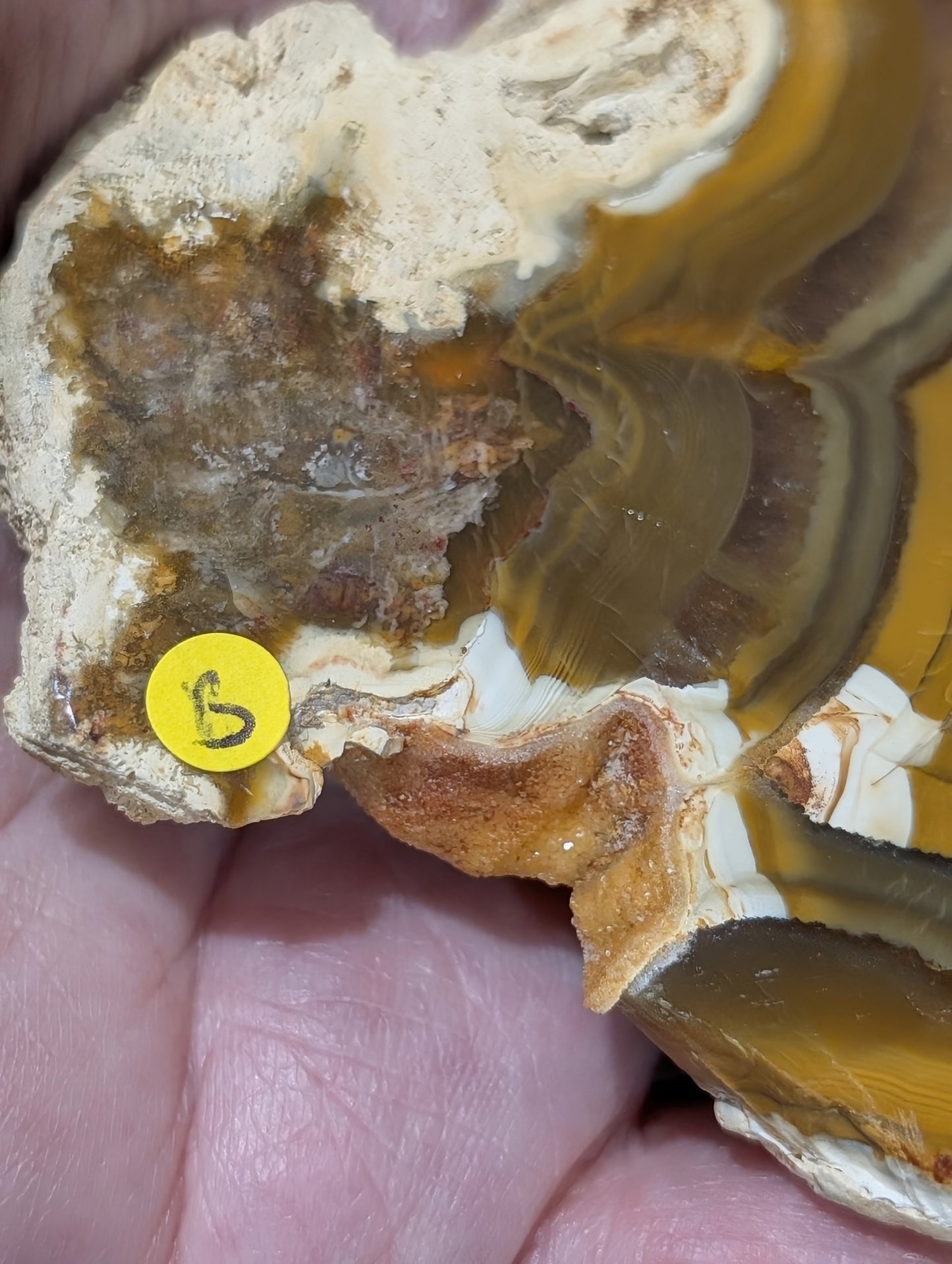 Indonesian Raw Edge Honey Agate Slab
