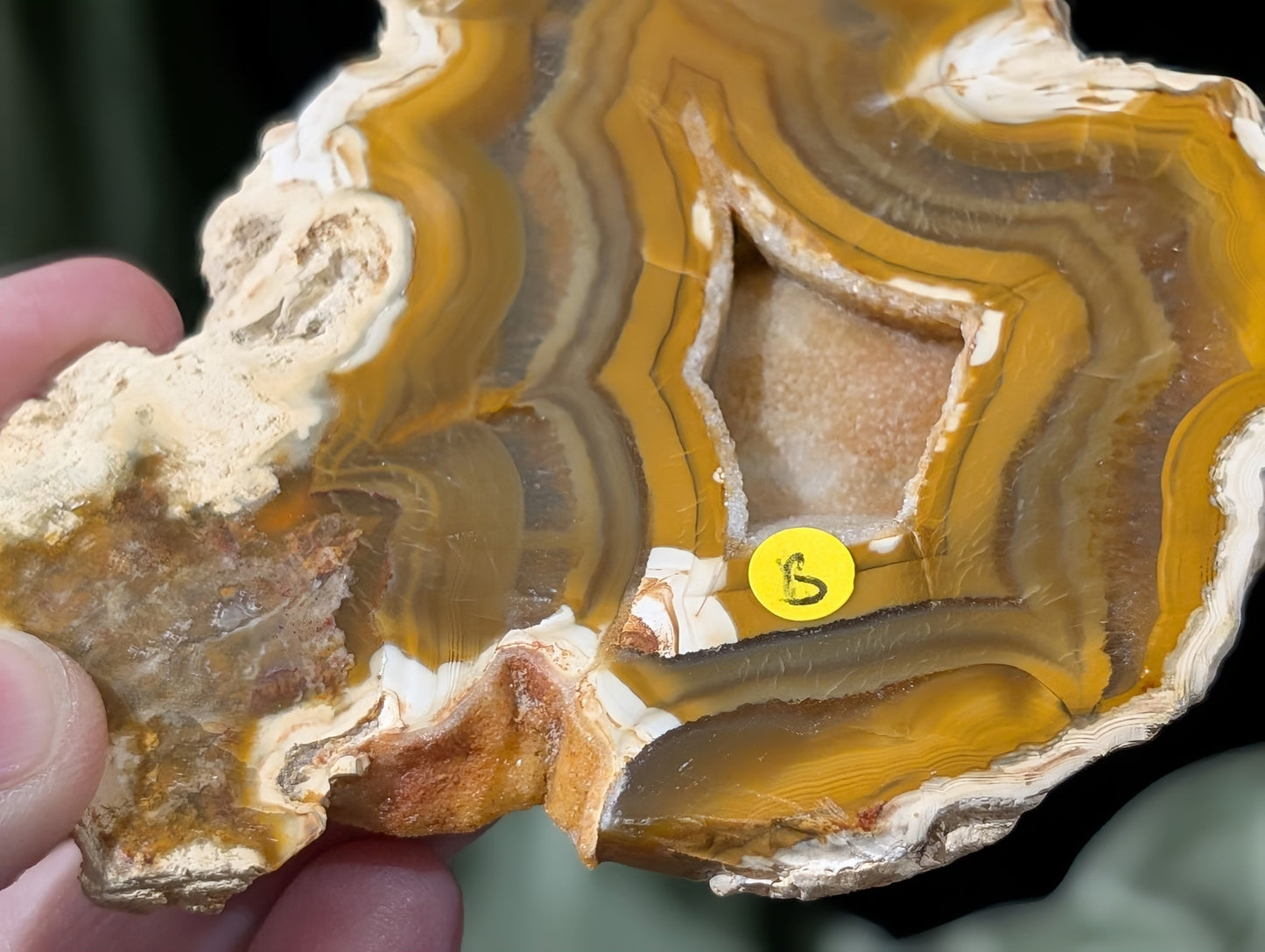 Indonesian Raw Edge Honey Agate Slab