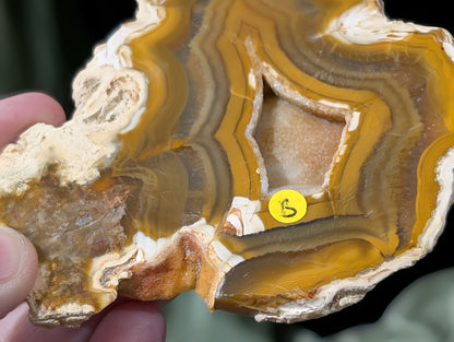 Indonesian Raw Edge Honey Agate Slab