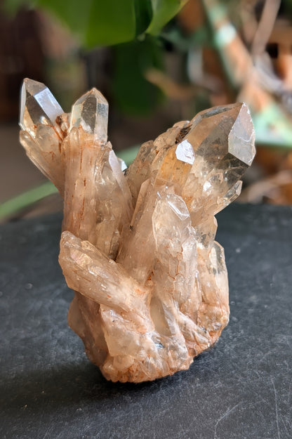 Natural Citrine Cluster Specimen