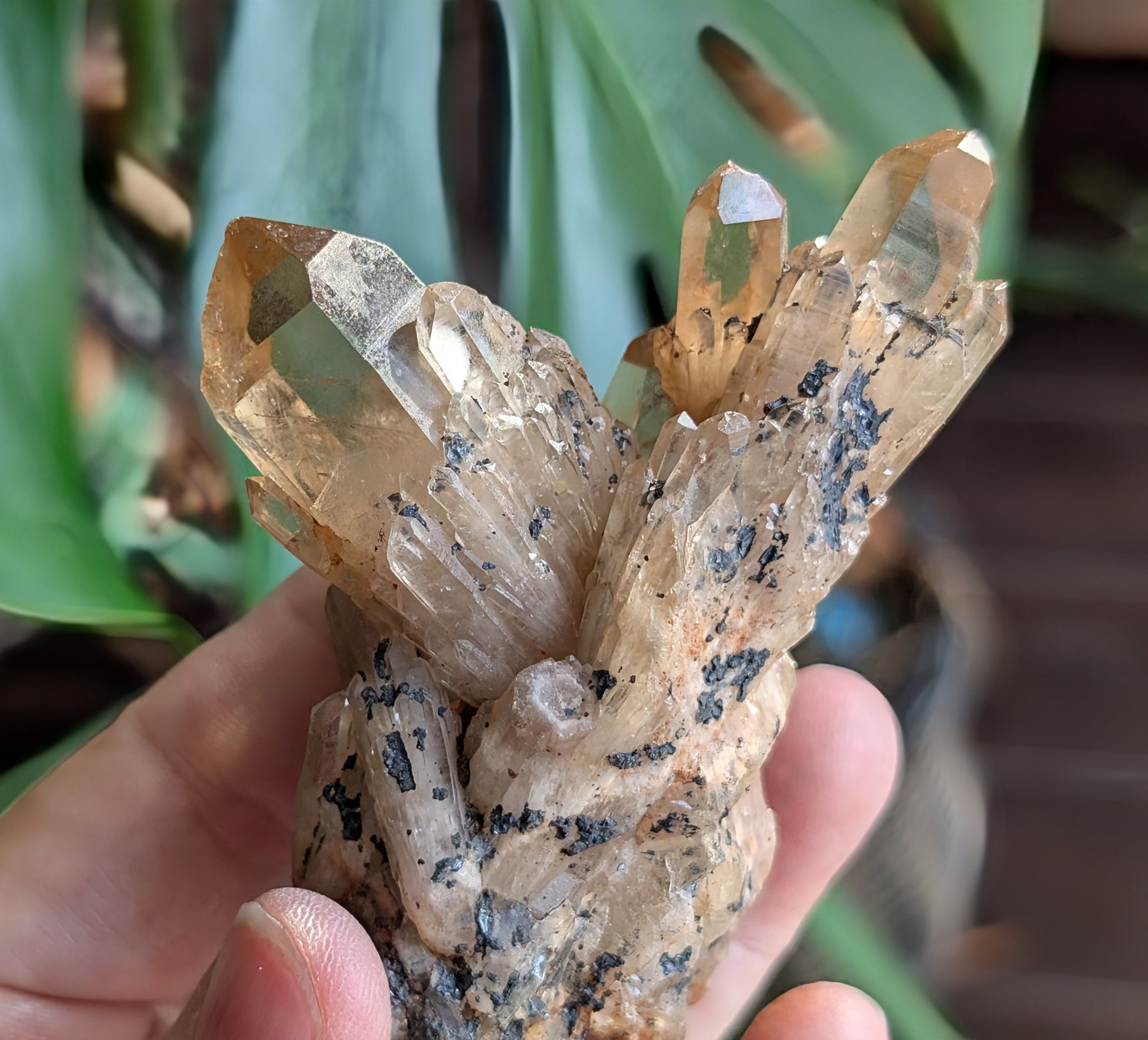Natural Citrine Cluster Specimen